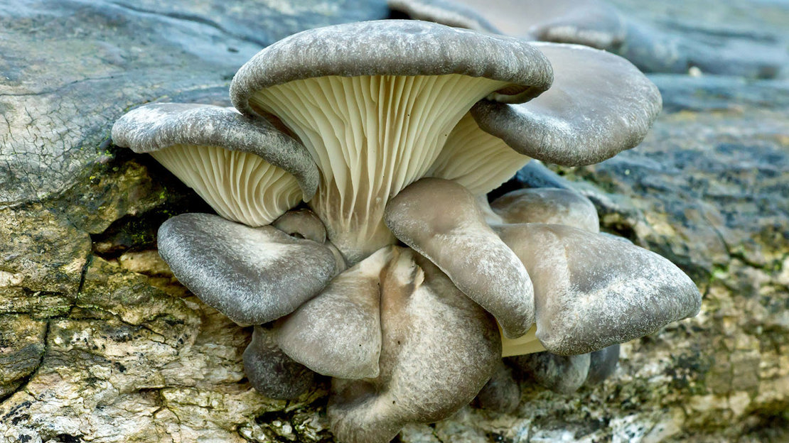 Oyster fungus growing on wood