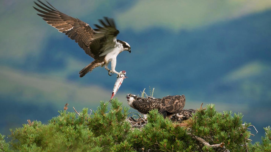 Osprey bringing fish to nest, Loch Arkaig Pine Forest