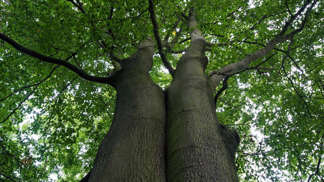 Ground up view of huge tree trunk, Top Wood