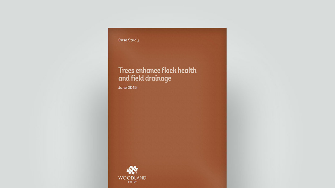 Enhancing flock health and field drainage with tree planting, June 2015 case study