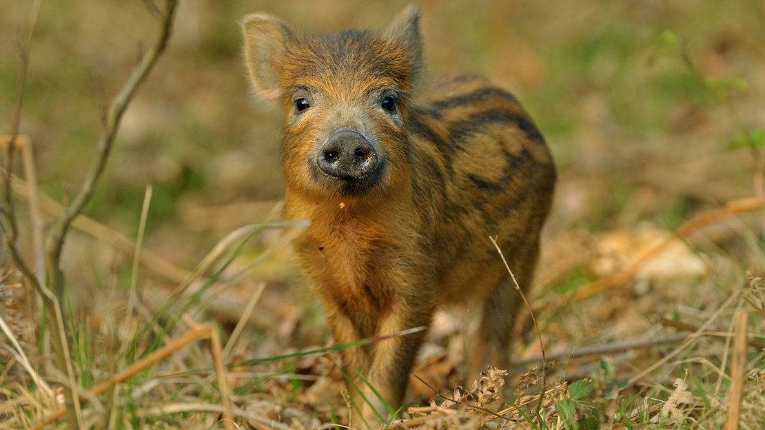 Wild boar juvenile piglet