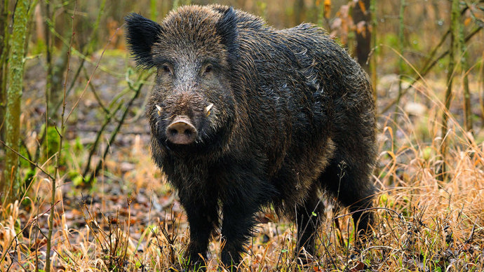 Wild boar male
