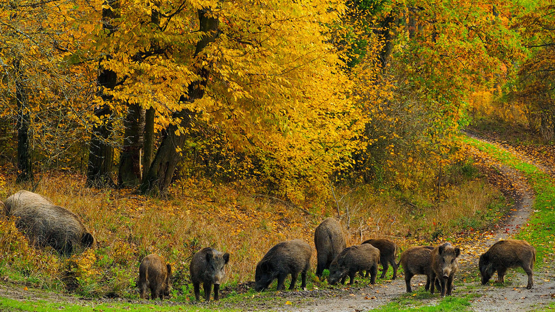 Wild boar sounder group