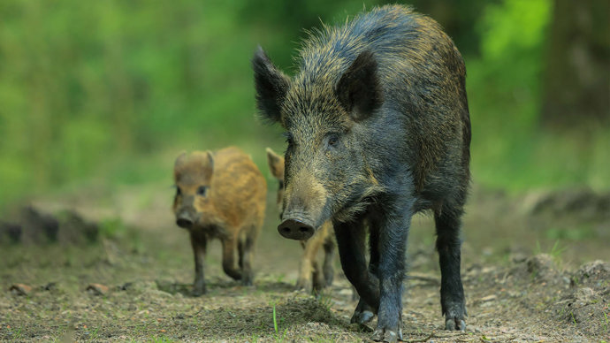 Wild boar female walking with young