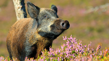 Wild boar near flowering heather