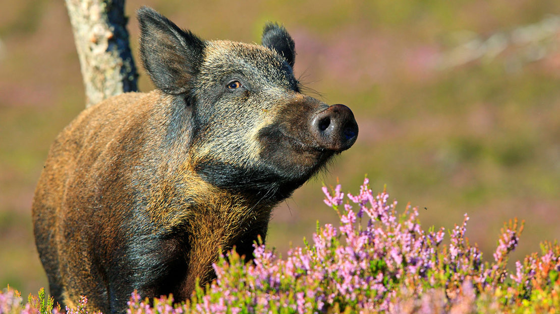 Wild boar near flowering heather