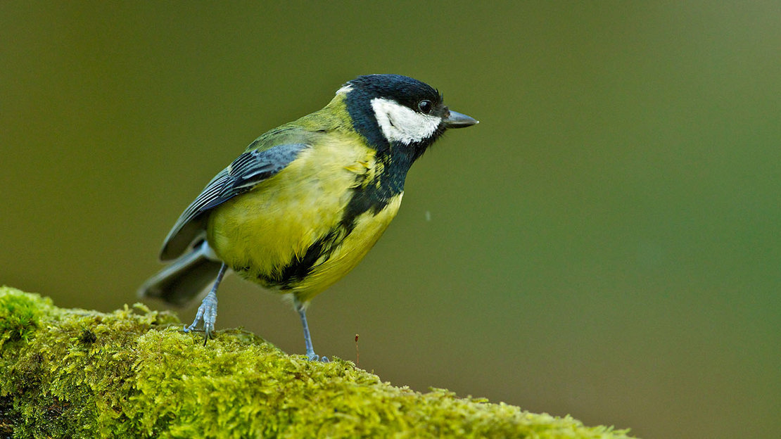 Great tit on mossy branch