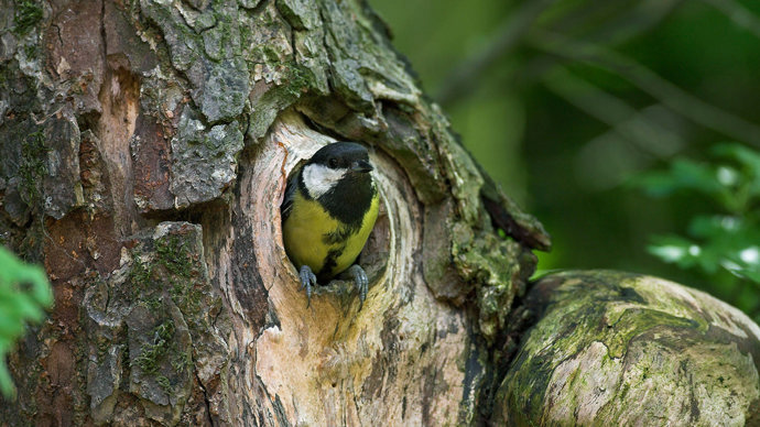 Great tit in nest