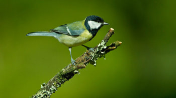 Great tit perched on branch