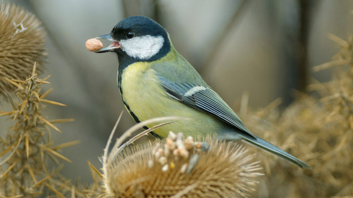 Great tit eating nut on teasel