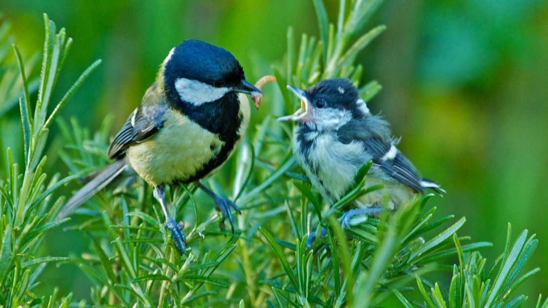 Great tit feeding juvenile