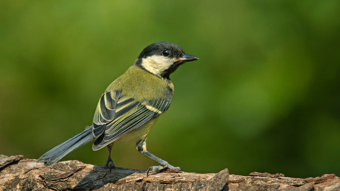 Great tit on branch from behind