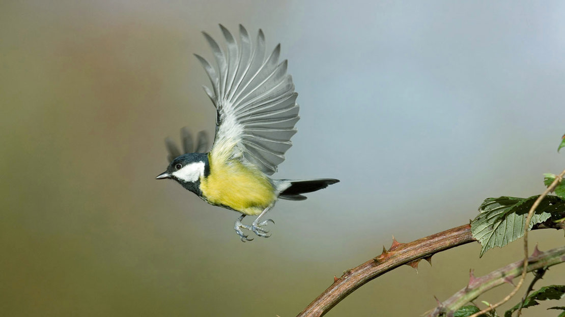Great tit in flight