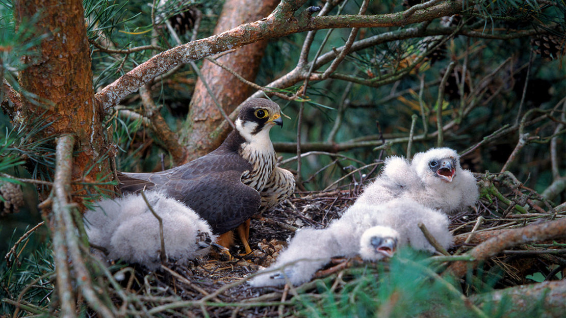 Hobby male at nest with chicks