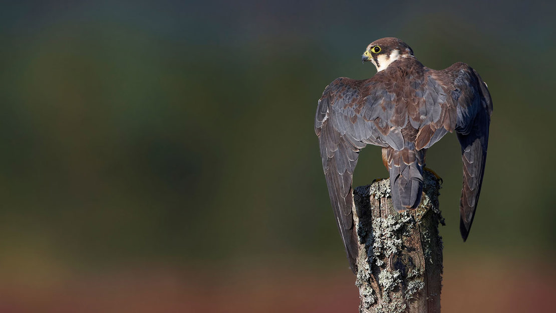 Hobby perched displaying wings at night time against dark sky
