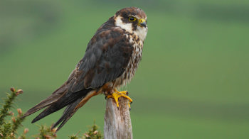 Hobby perched on post