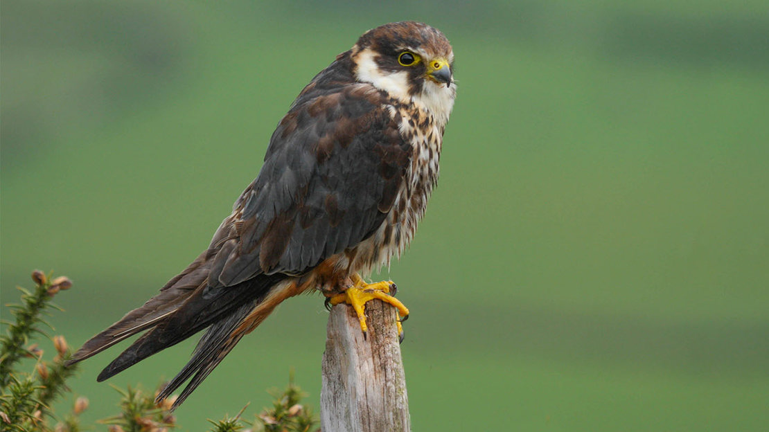 Hobby perched on post