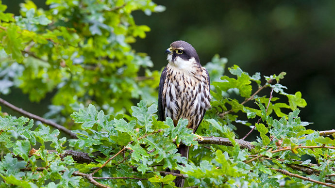 Hobby perched on oak tree