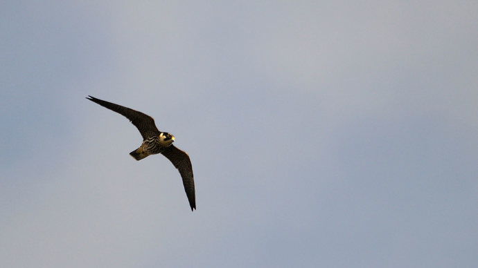Hobby in flight