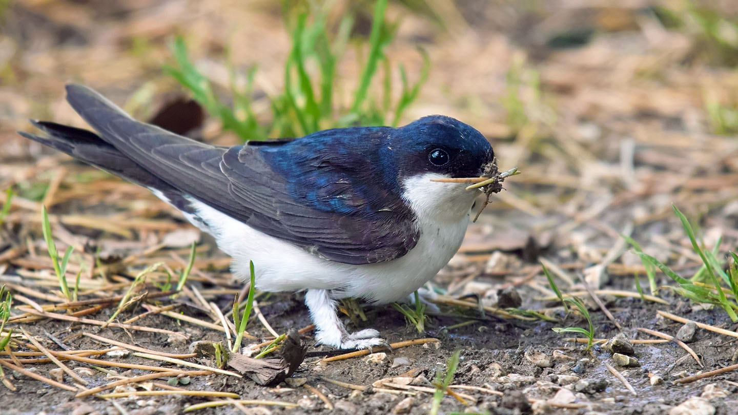 House Martin (Delichon urbicum) - Woodland Trust