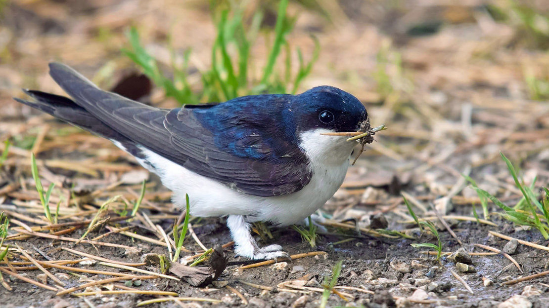 House martin on ground