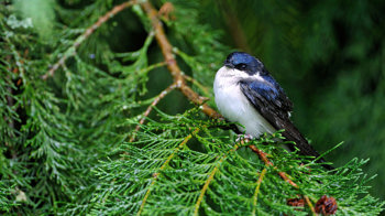 House martin on pine tree House martin on pine tree