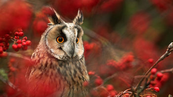 Long-eared owl in rowan close-up