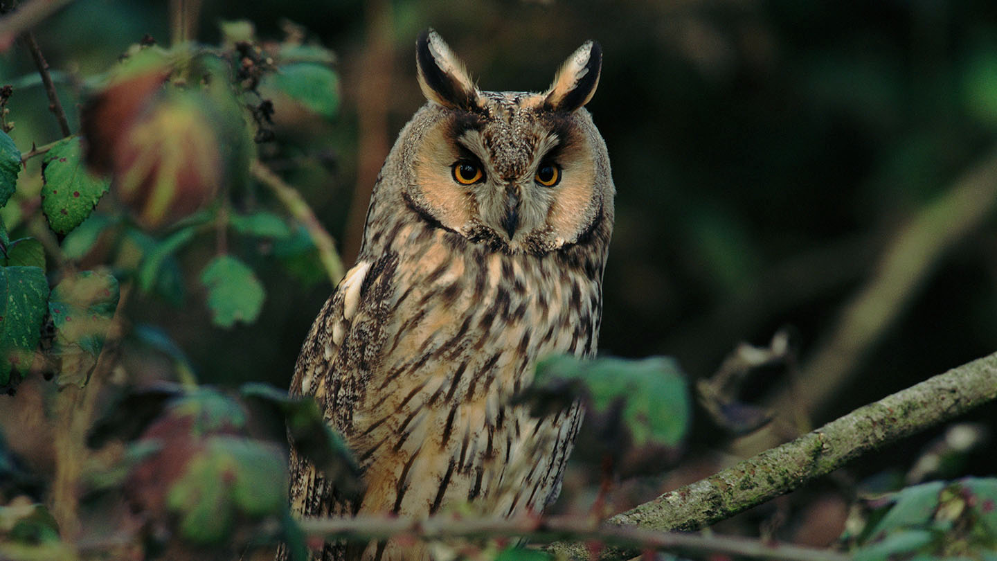 Long Eared Owl Asio Otus British Birds Woodland Trust 