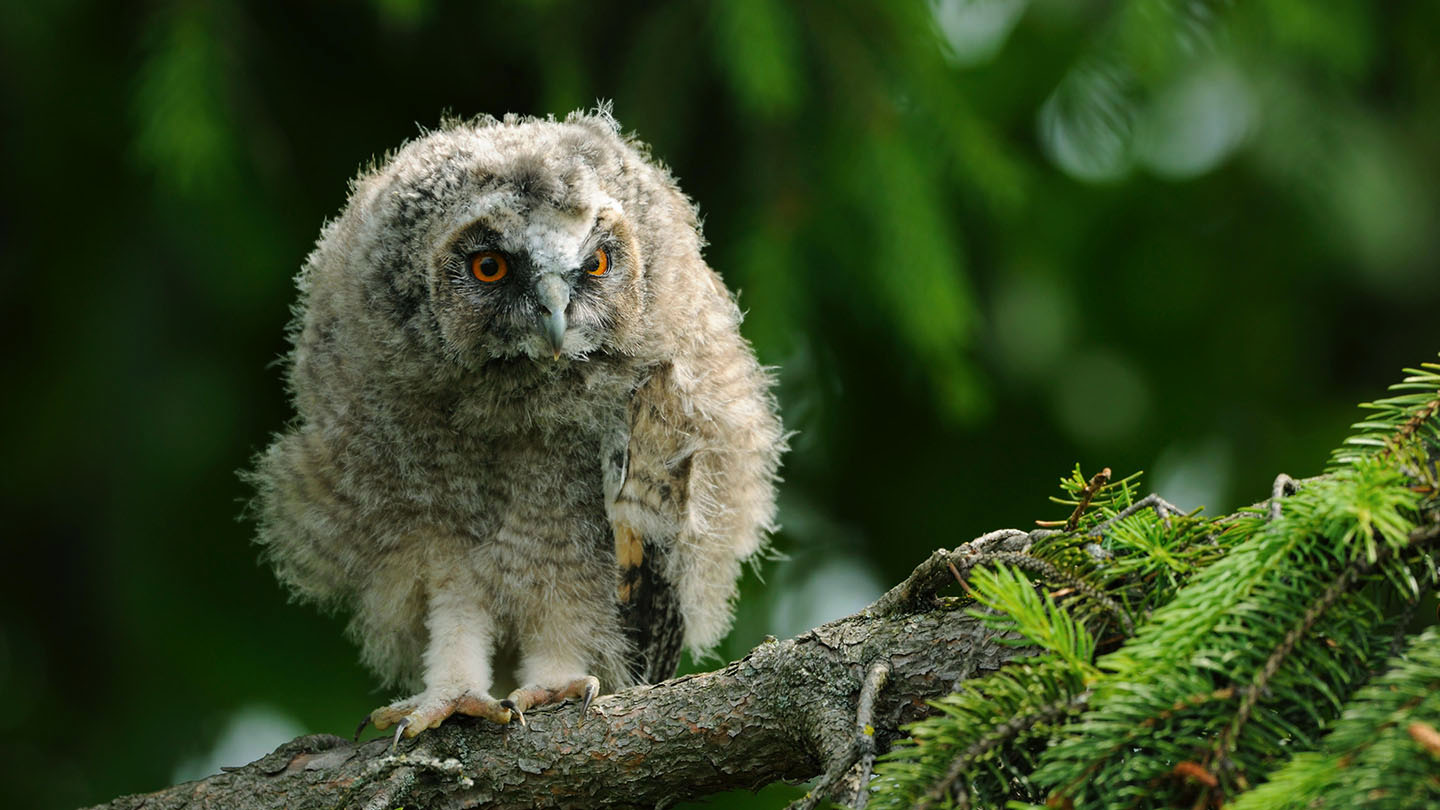 Long-Eared Owl (Asio otus) - British Birds - Woodland Trust