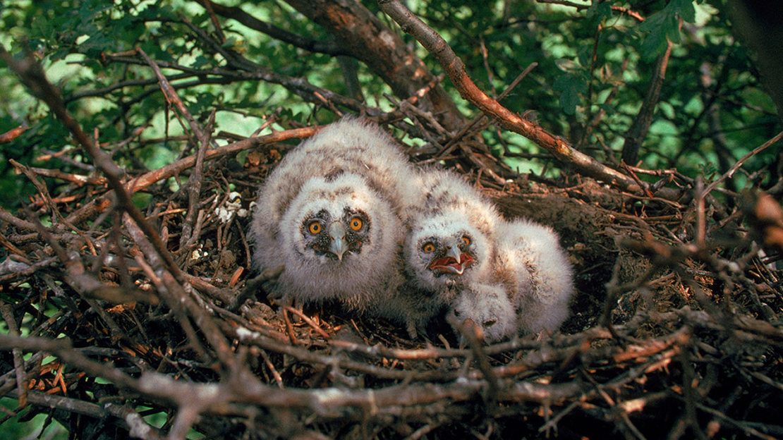 Long-eared owl chicks in nest