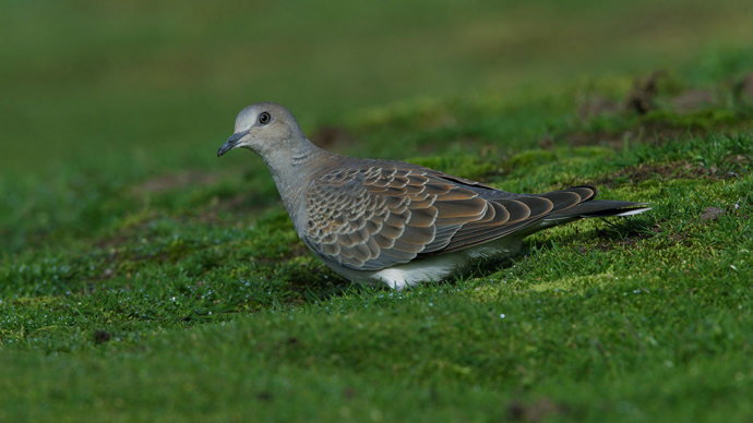 Turtle dove juvenile on ground