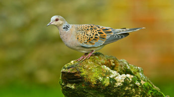 Turtle dove on mossy rock
