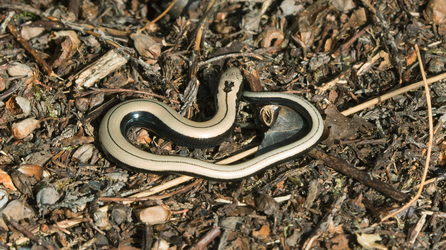 Slow Worm (Anguis fragilis) - British Reptiles - Woodland Trust