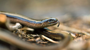 Slow worm with its tongue out