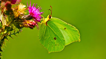 Brimstone butterfly feeding on knapweed Brimstone butterfly feeding on knapweed