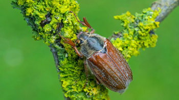 Cockchafer beetle close-up on a branch