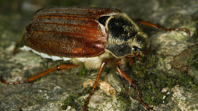 Cockchafer beetle female close-up