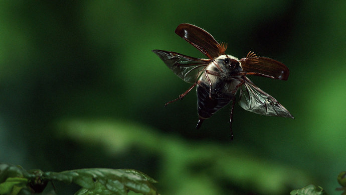 Cockchafer beetle in flight