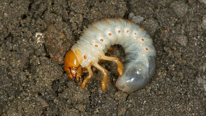 Cockchafer beetle larvae on soil