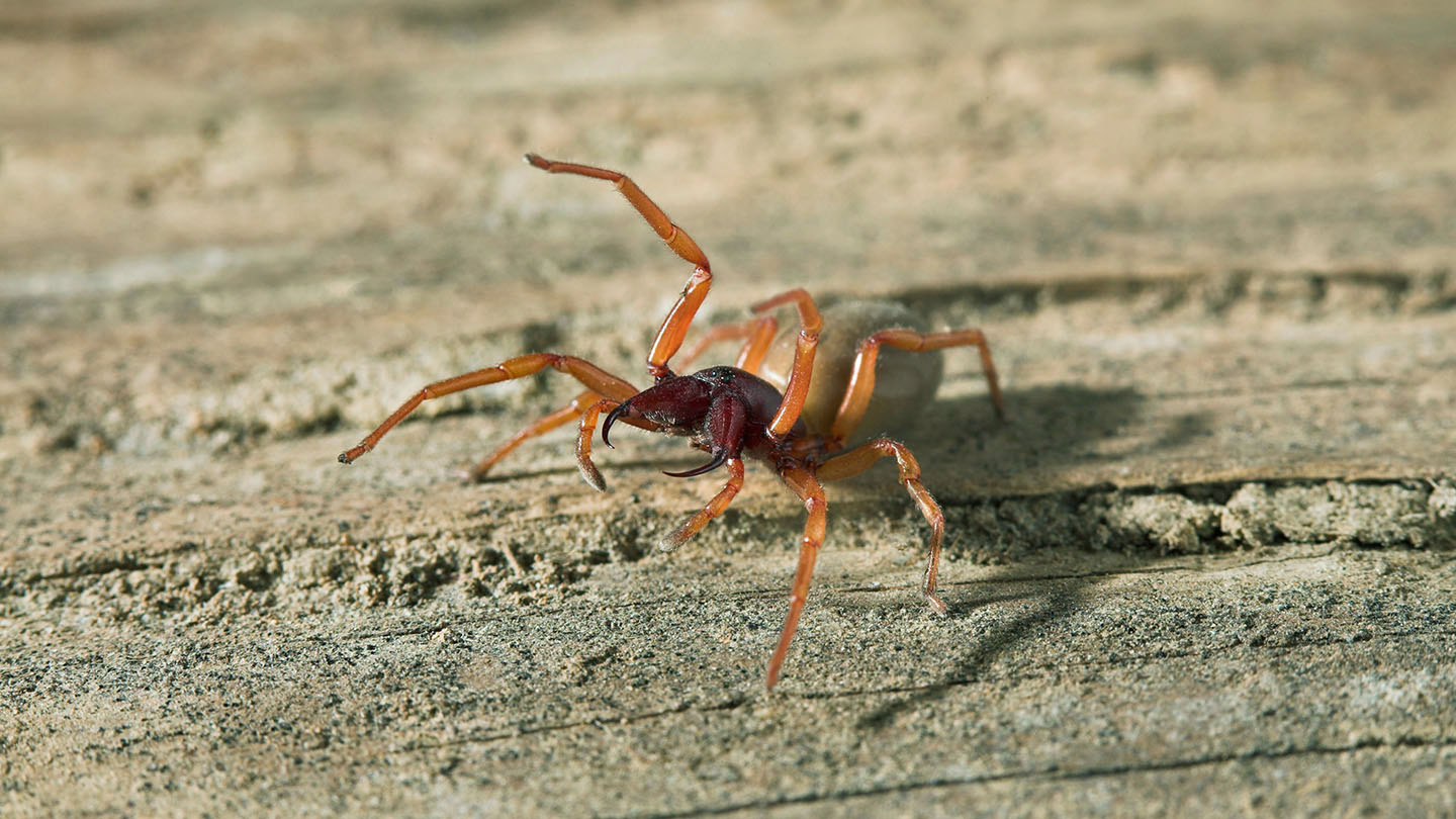 Woodlouse Spider (Dysdera crocata) - Woodland Trust