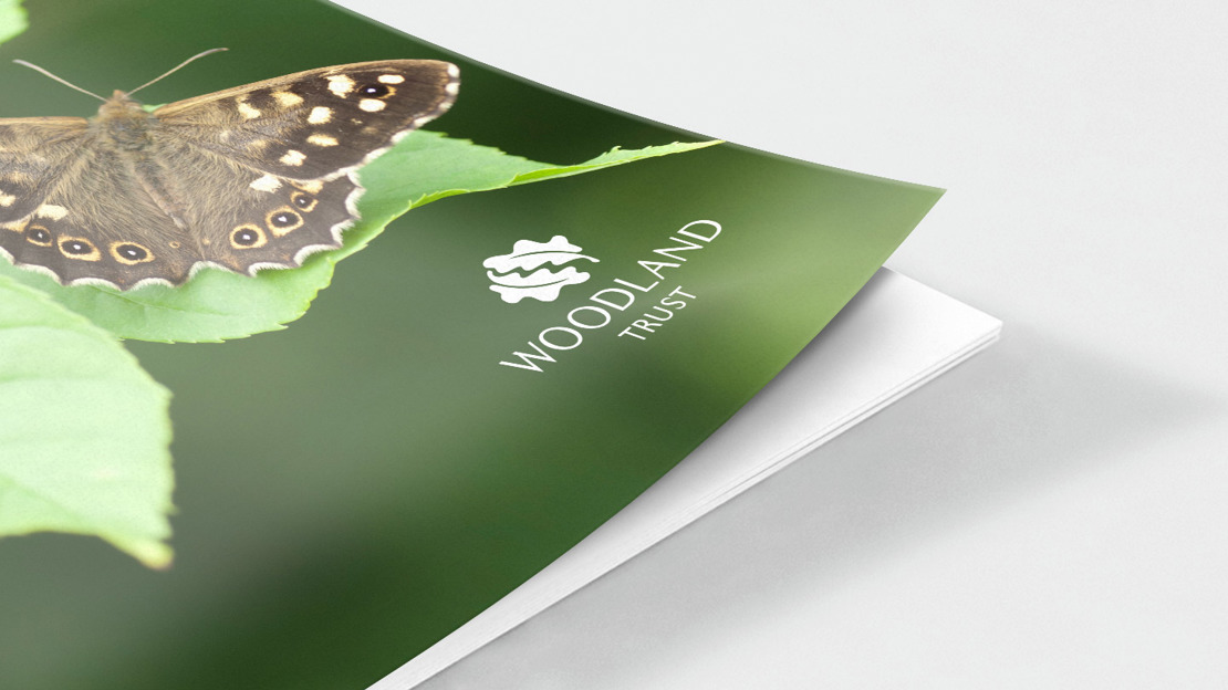 Speckled wood butterfly document cover Speckled wood butterfly document cover