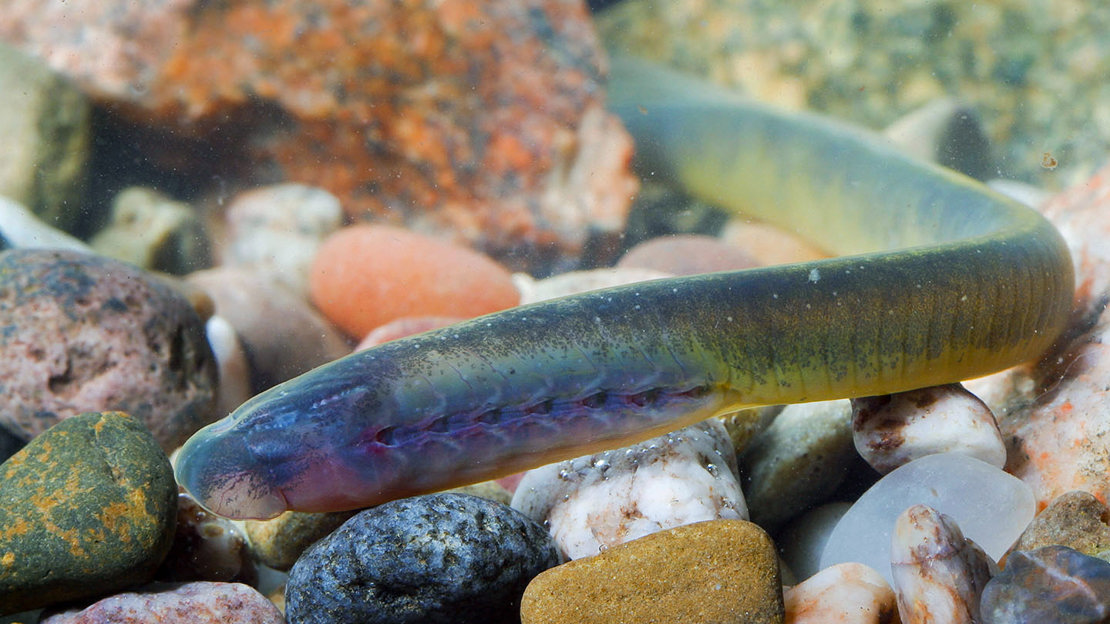 Brook lamprey larva