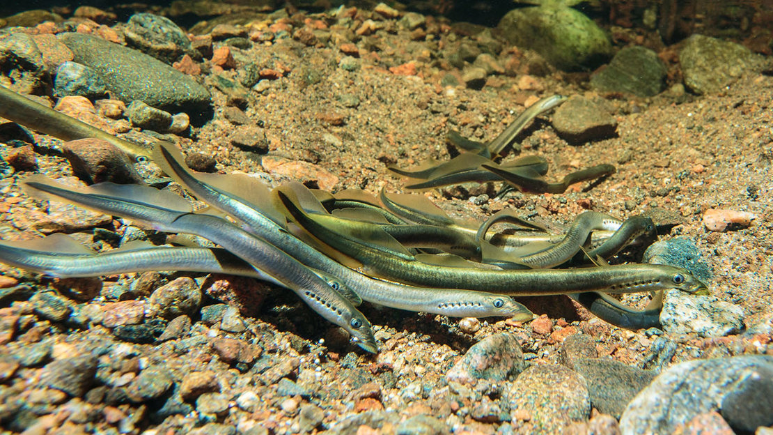 Brook lamprey spawning cluster