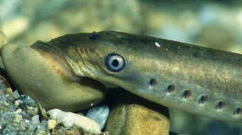 Brook lamprey sucking on stone