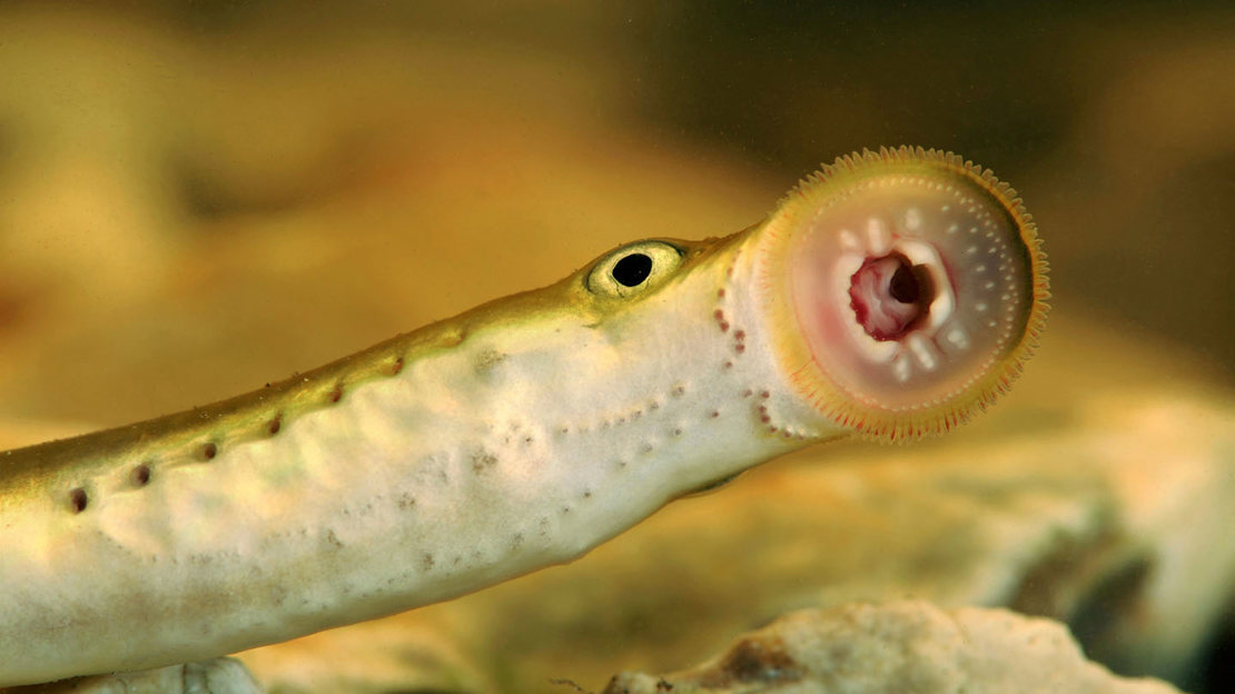 Brook lamprey close-up of mouth