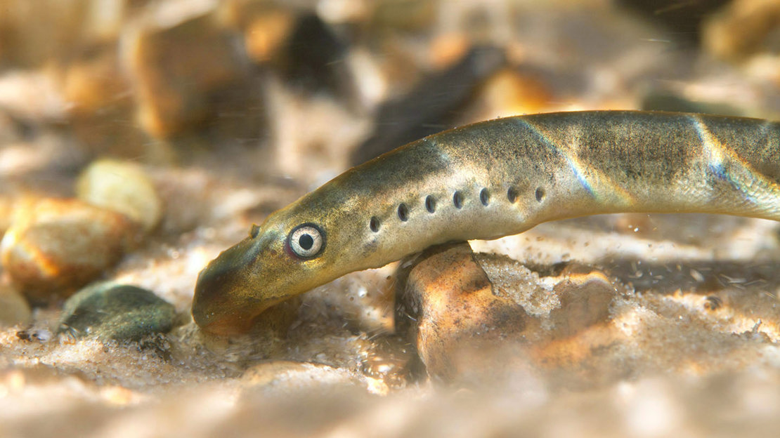 Brook lamprey close up