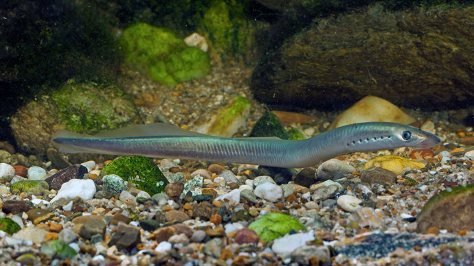 Brook lamprey full body