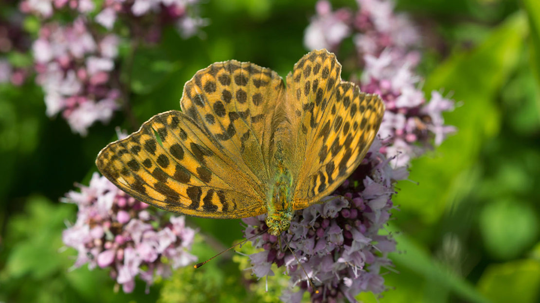 Silver-washed fritillary butterfly