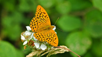 Silver-washed fritillary butterfly on flower