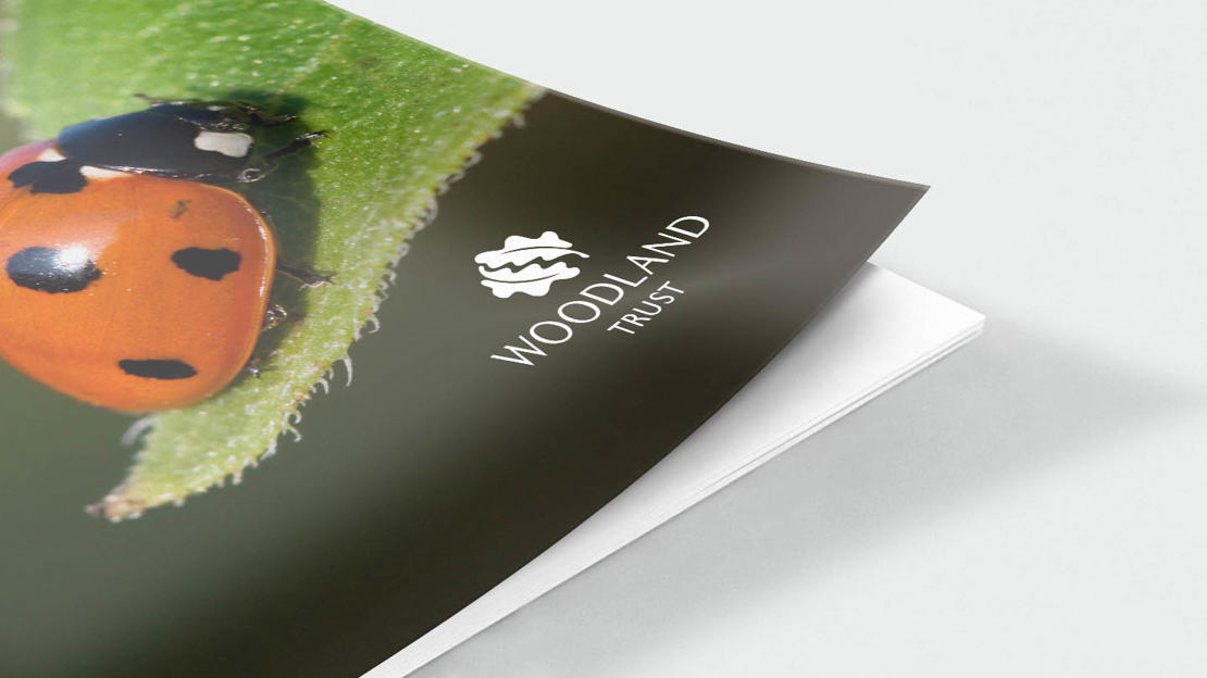 Ladybird on leaf front cover Ladybird on leaf front cover